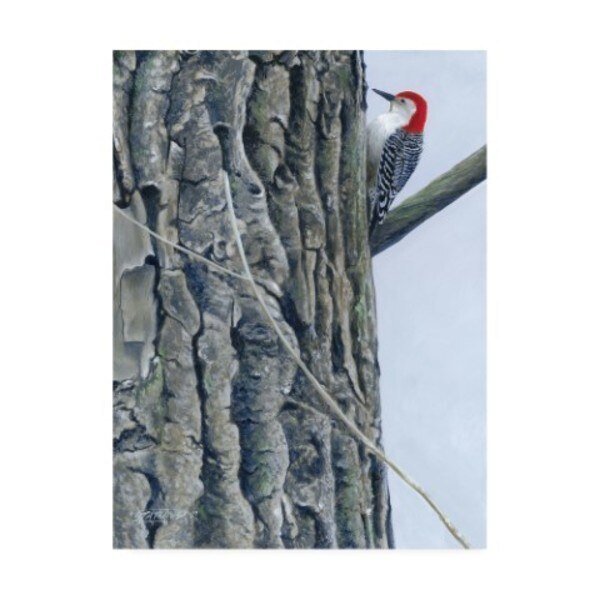 Fred Szatkowski 'Red Bellied Woodpecker Ii' Canvas Art, 35x47, Trademark Fine Art, Mfr#: WAG11484-C3547GG